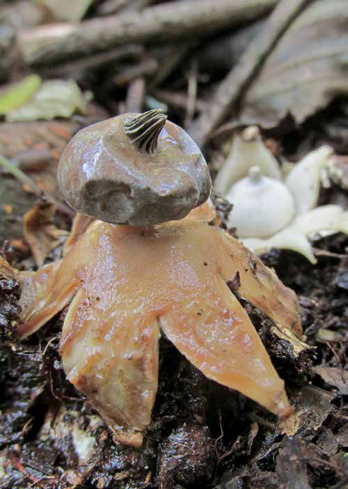 An earthstar splayed open on the forest floor