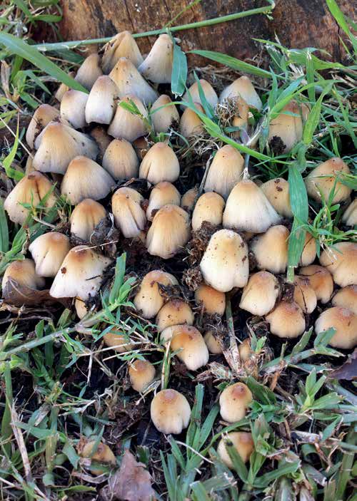 A cluster of glistening ink caps