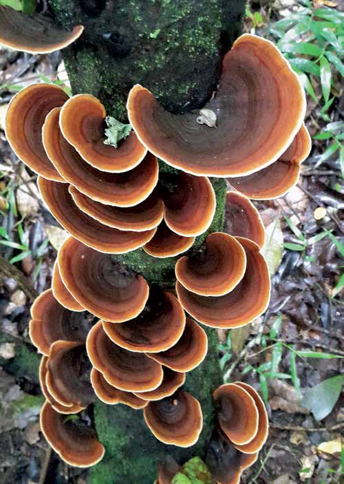 Bracket fungi climbing a forest trunk
