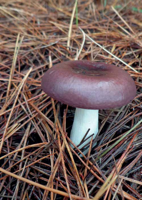 A vinaceous Russula brittlegill in pine needles